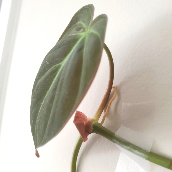Philodendron Mican Cutting (C) - Picture 4 of 5